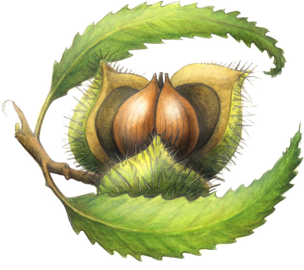 Chestnut Herbs