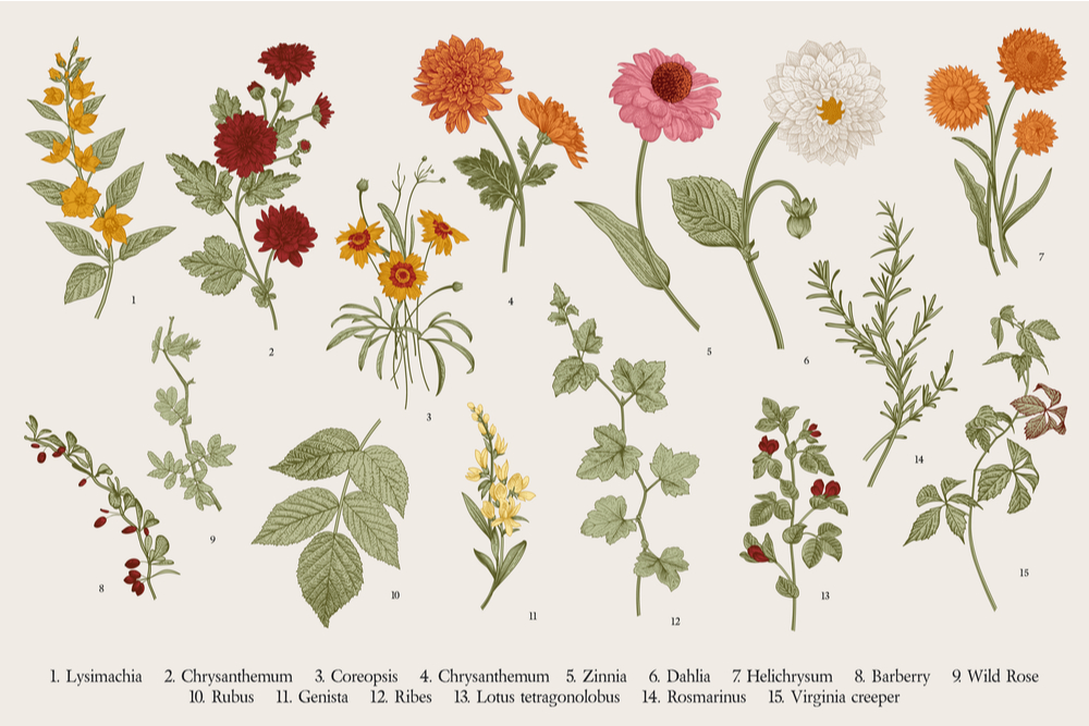 common plants and their descriptions